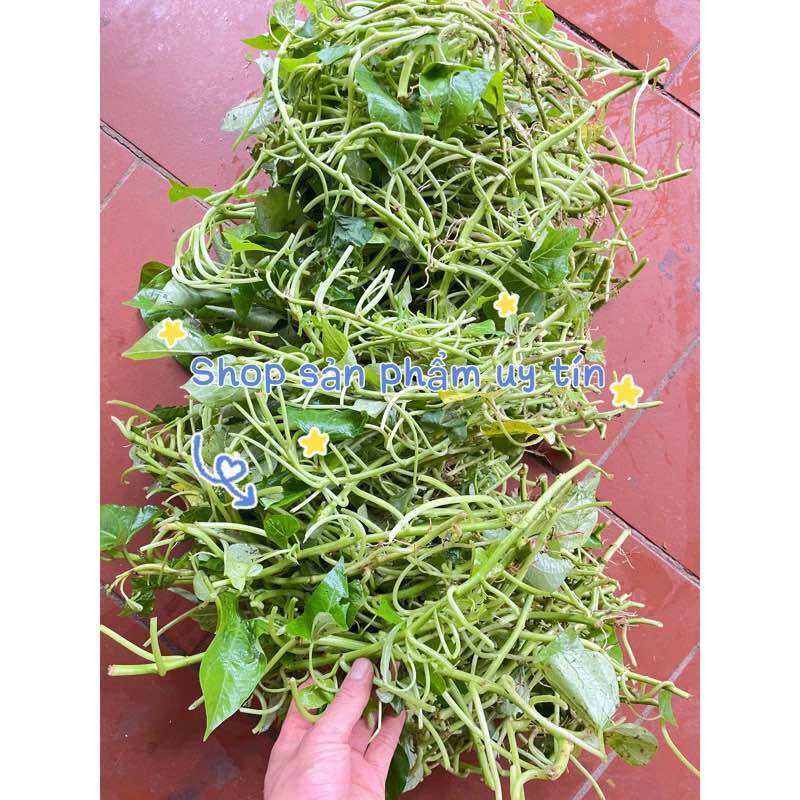 rau lang nhật ngọt (30 nhánh)