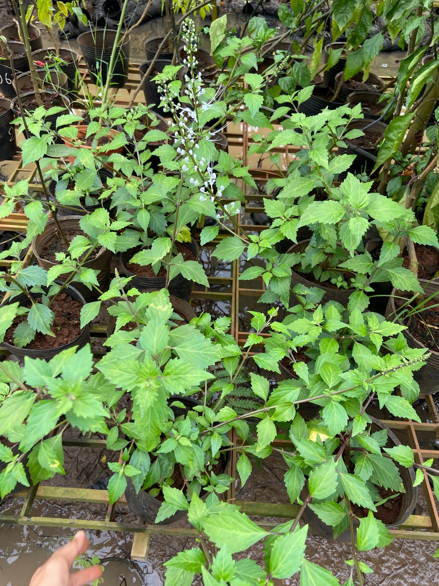 Cây giống râu mèo
