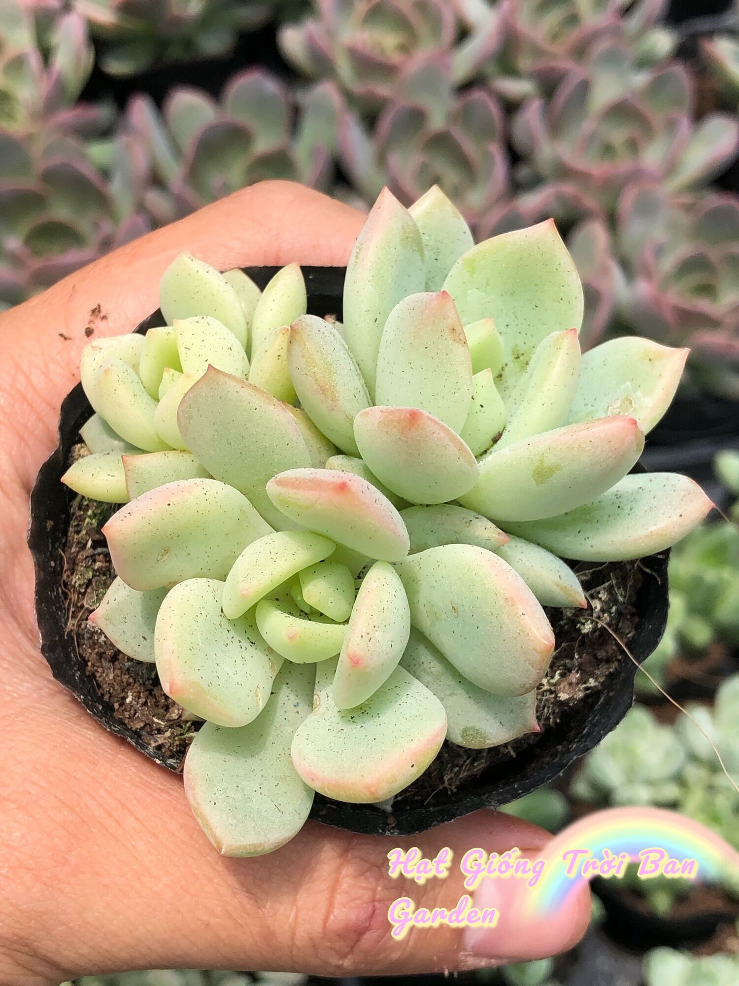 SEN ĐÁ MÁ HỒNG size 5-7cm - XUẤT VƯỜN ĐÀ LẠT 😍 ĐÃ THUẦN KHÍ HẬU 🤑 SỐ LƯỢNG CÓ HẠN 🤫