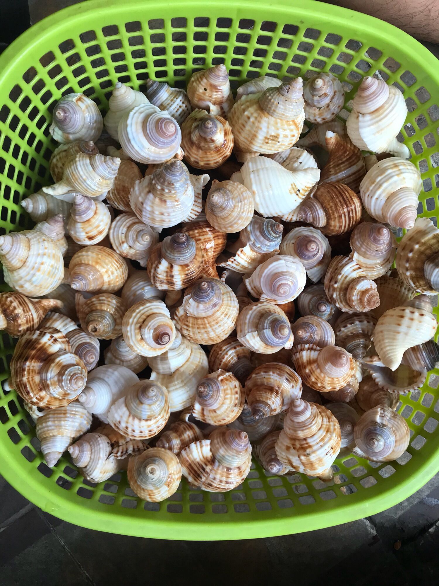 Vỏ ốc Size M++