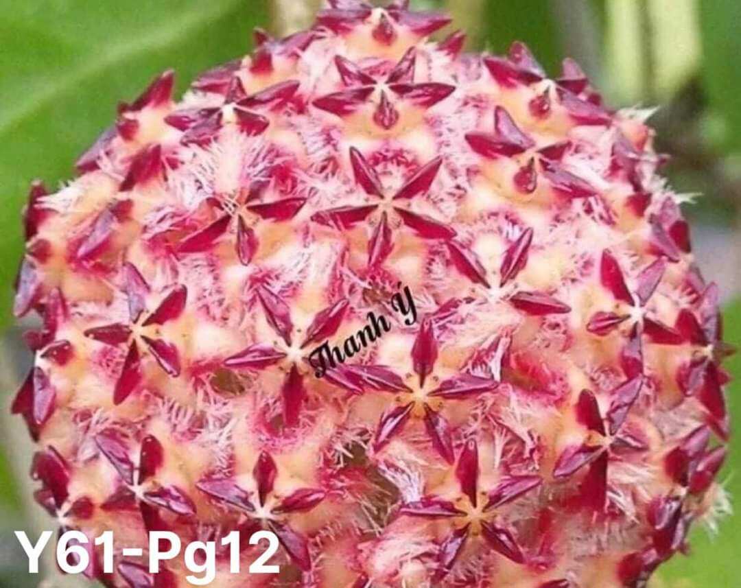 Hoa lan Cẩm cù Mindorensis Purple