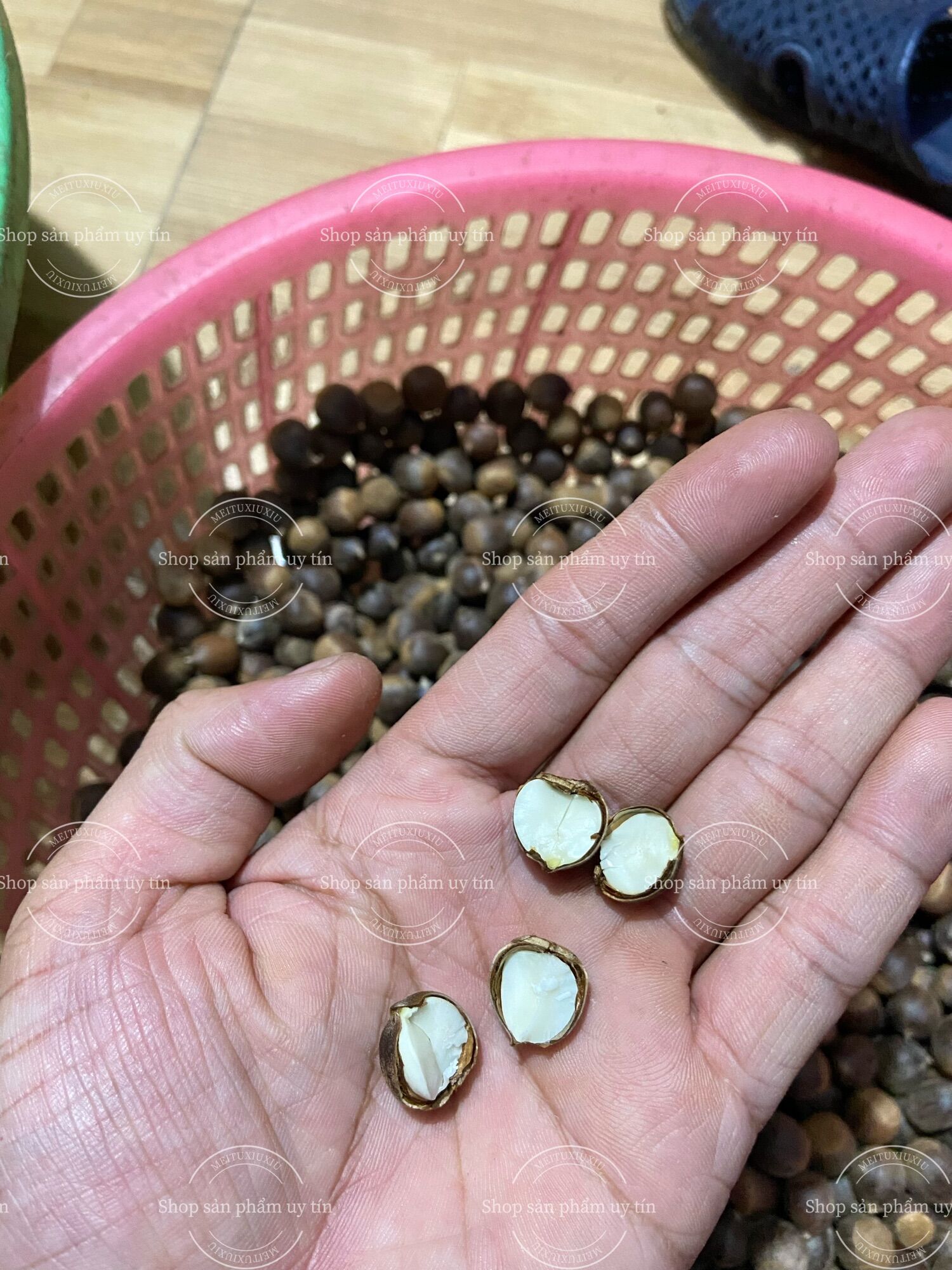 Hạt dẻ rừng 1Kg (2023) hạt vừa và nhỏ