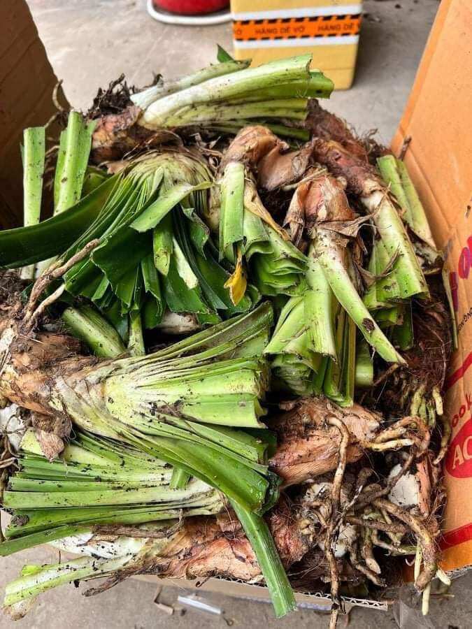 Củ giống địa lan Hoa Thanh Anh ( hoa tình yêu)