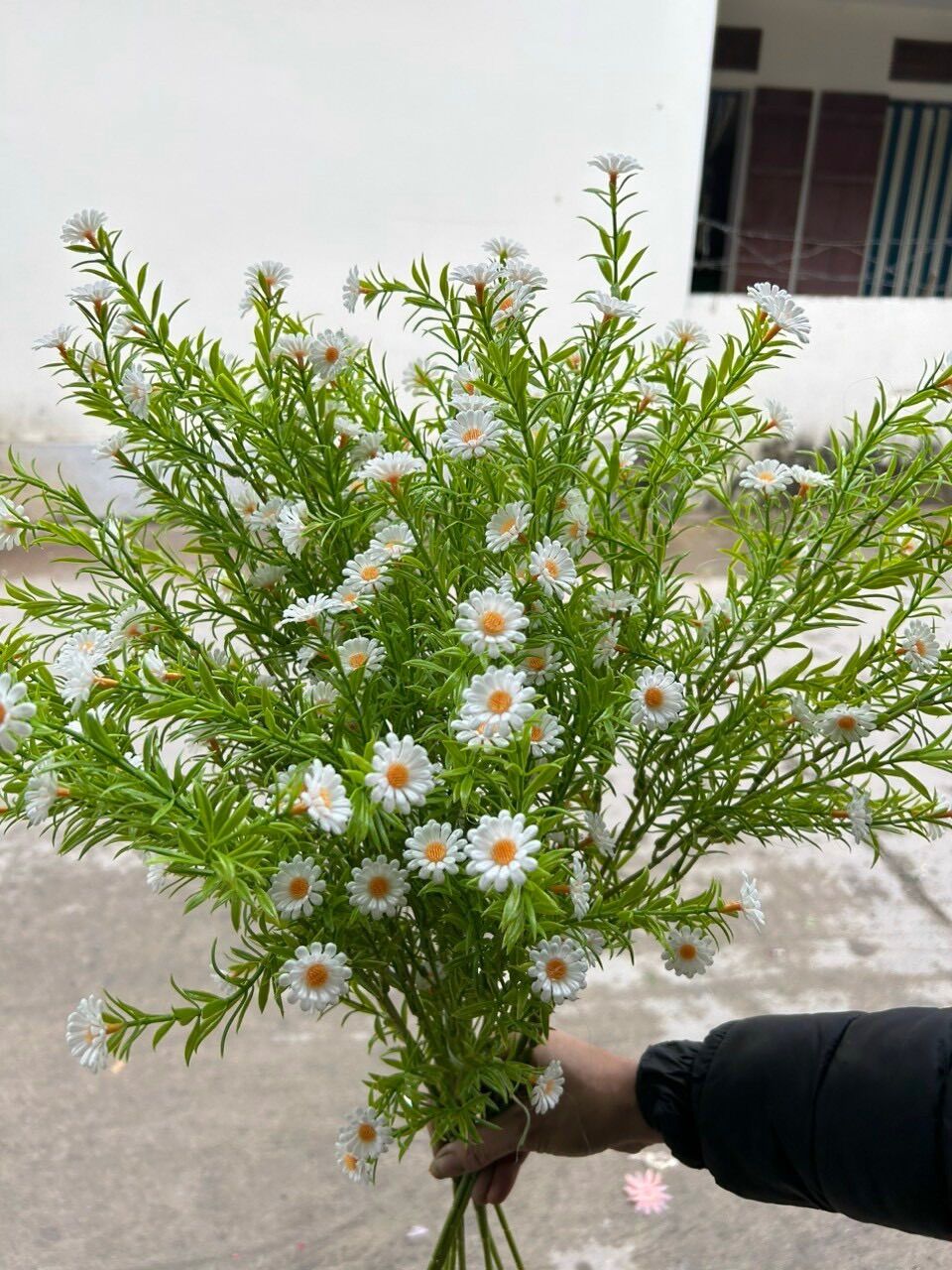Cành cúc tana bền đẹp cắm bình, trang trí