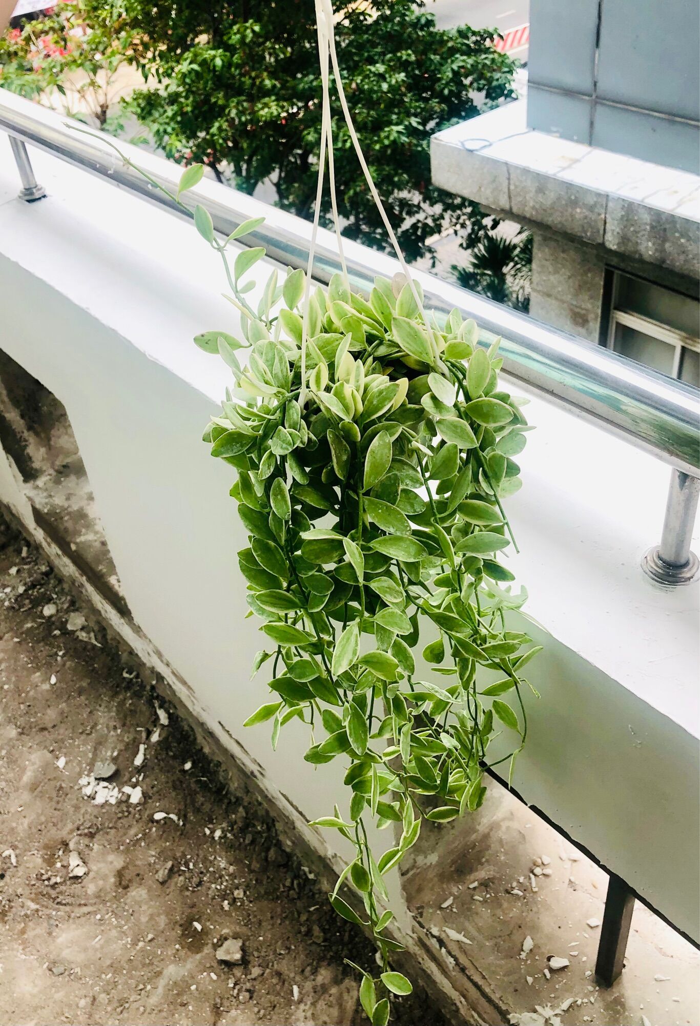 Chậu treo lan hạt dưa cẩm thạch 8x50cm