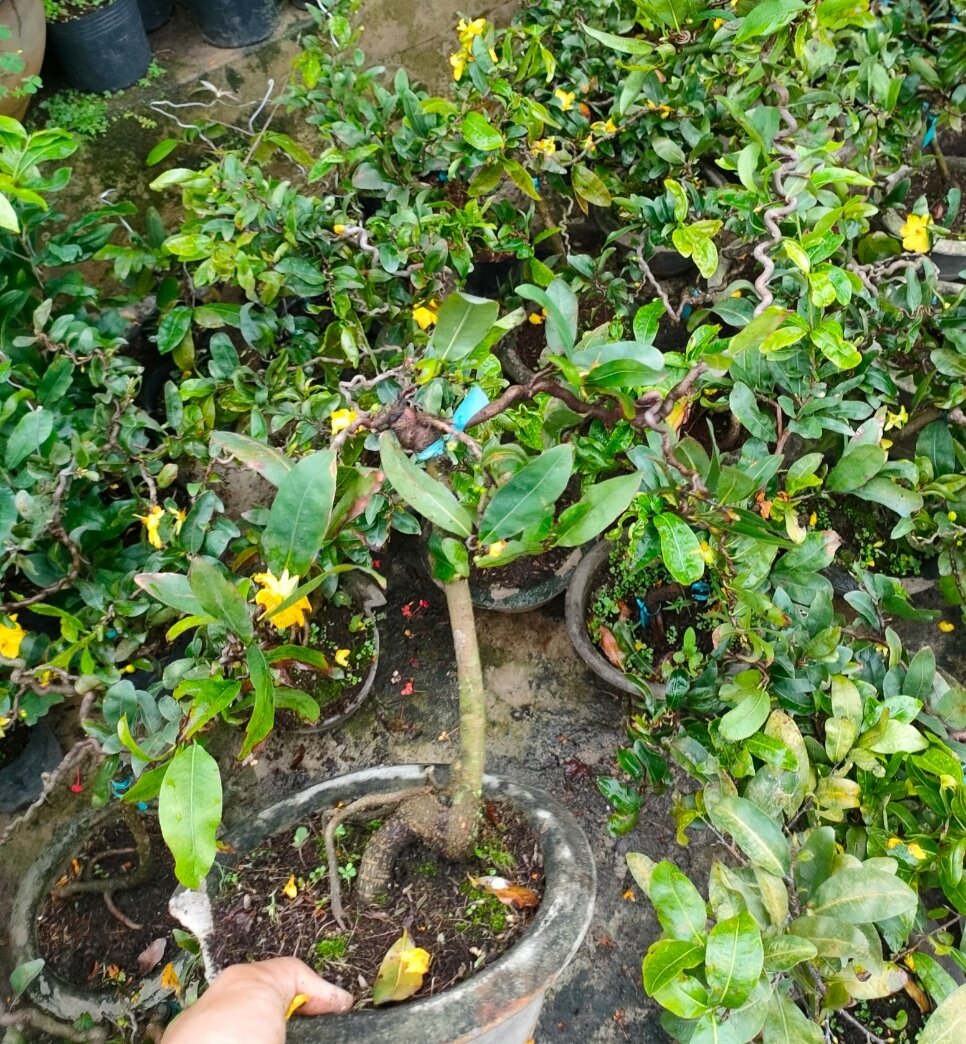 cây mai vàng tự xoắn