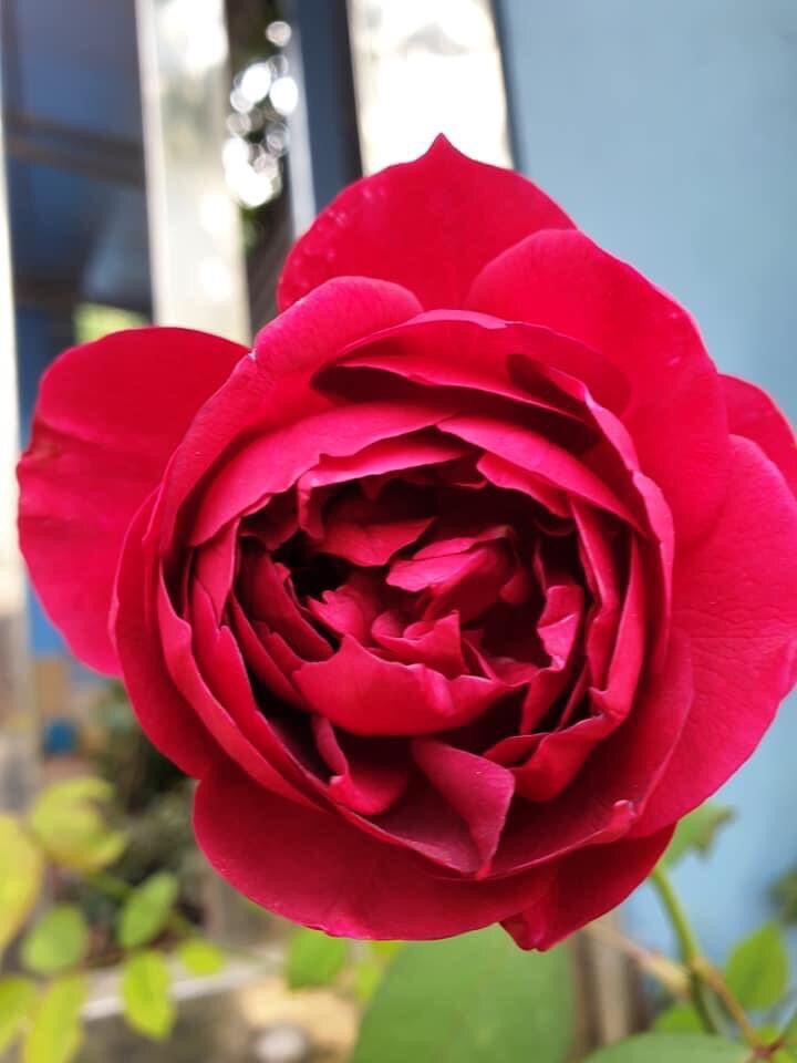 Hoa hồng Ngoại Autumn rose