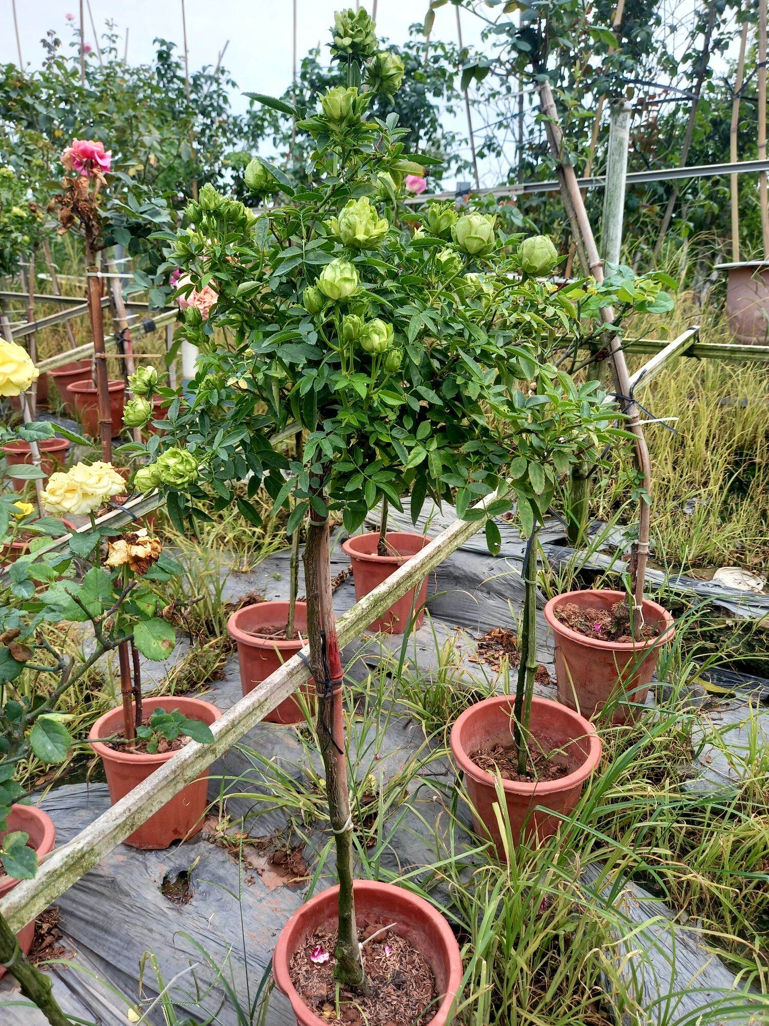 hồng xanh 1 cốt sieu hoa