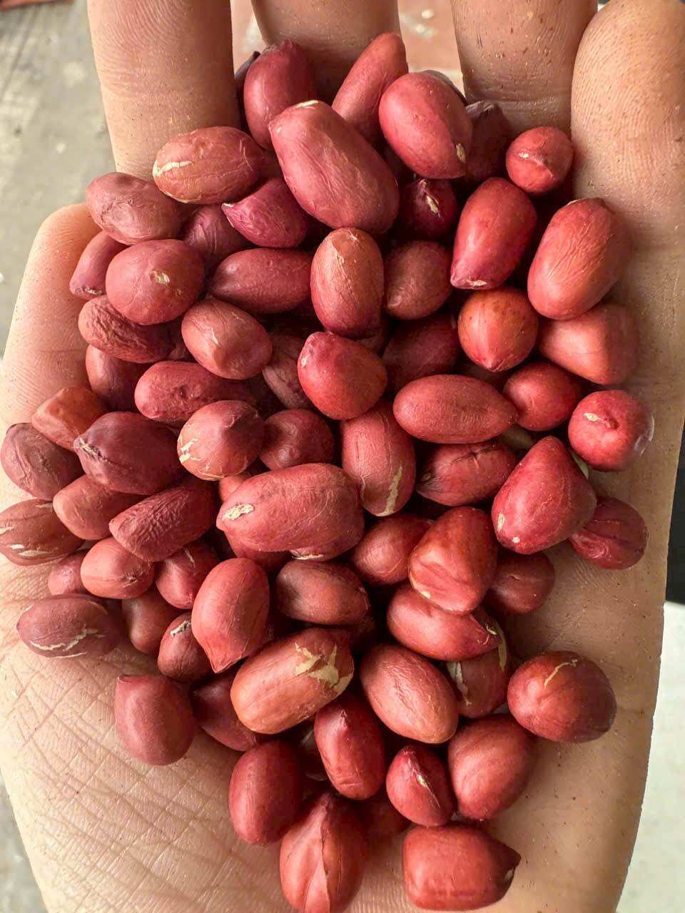 1Kg lạc đỏ Tây Bắc thơm ngon chắc củ