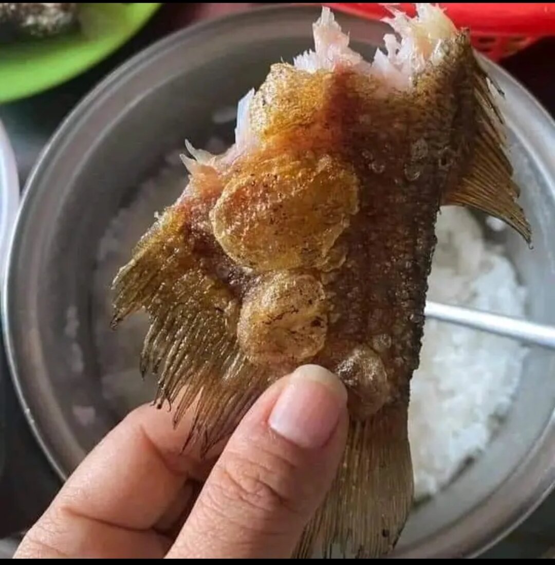 1 ký khô cá sặc đóng gói hút chân không