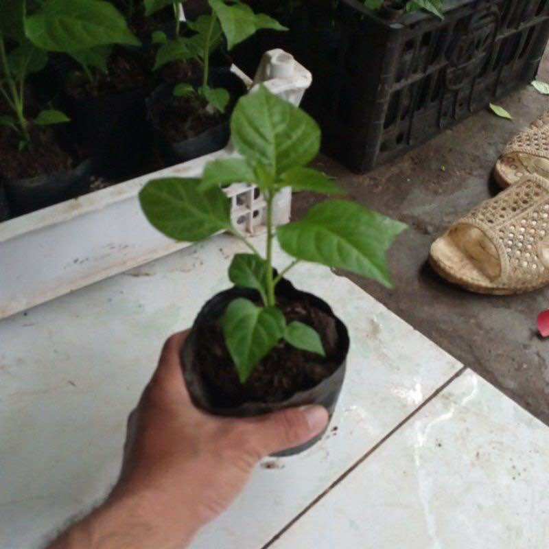 Cây giống Ớt Trái tim