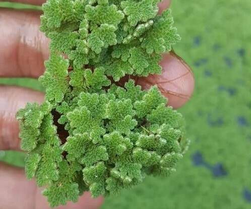 Bèo Hoa Dâu - Bèo Mini Trang Trí Bể Thủy Sinh