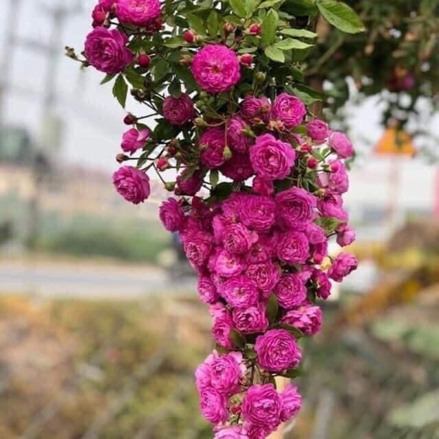 [HCM]Hoa hồng Ngoại nb Vineyard Song Rose size trung