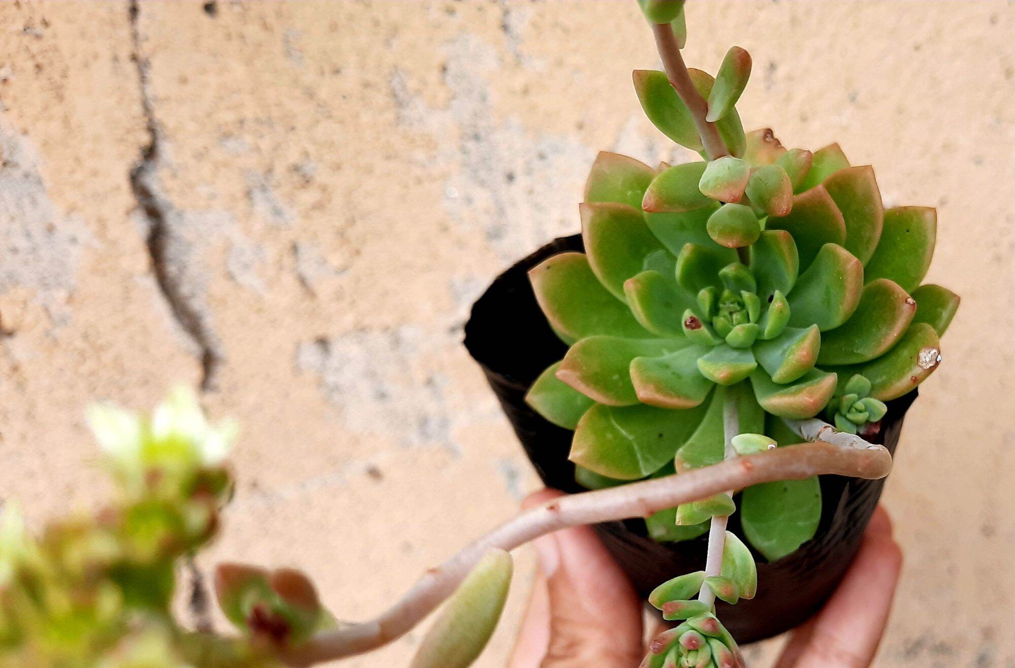 Sen đá MẶT TRỜI size bầu