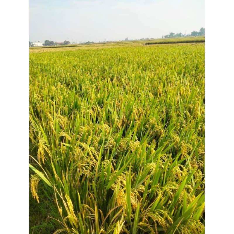 Gạo ST25 bao 5kg (Gạo dẻo vừa,mềm,ngọt cơm,thơm nhiều)