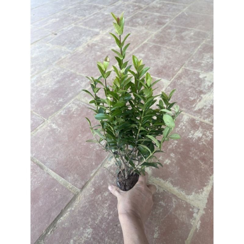Cây hoa mẫu đơn ngũ sắc