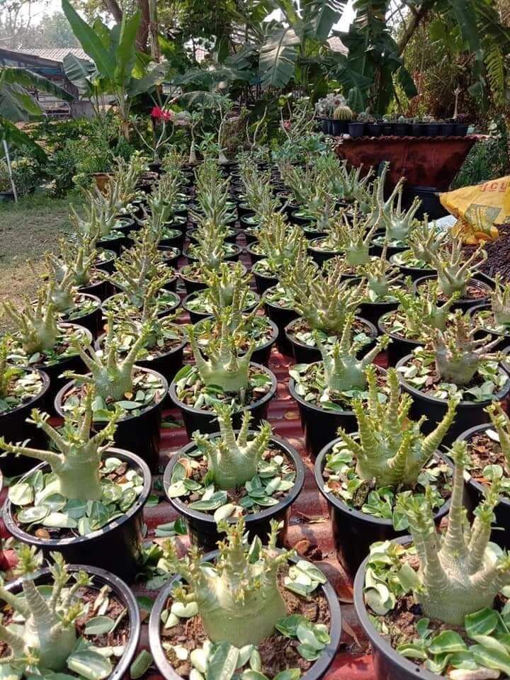 Gói 10 hạt giống hoa sứ Kim tự tháp