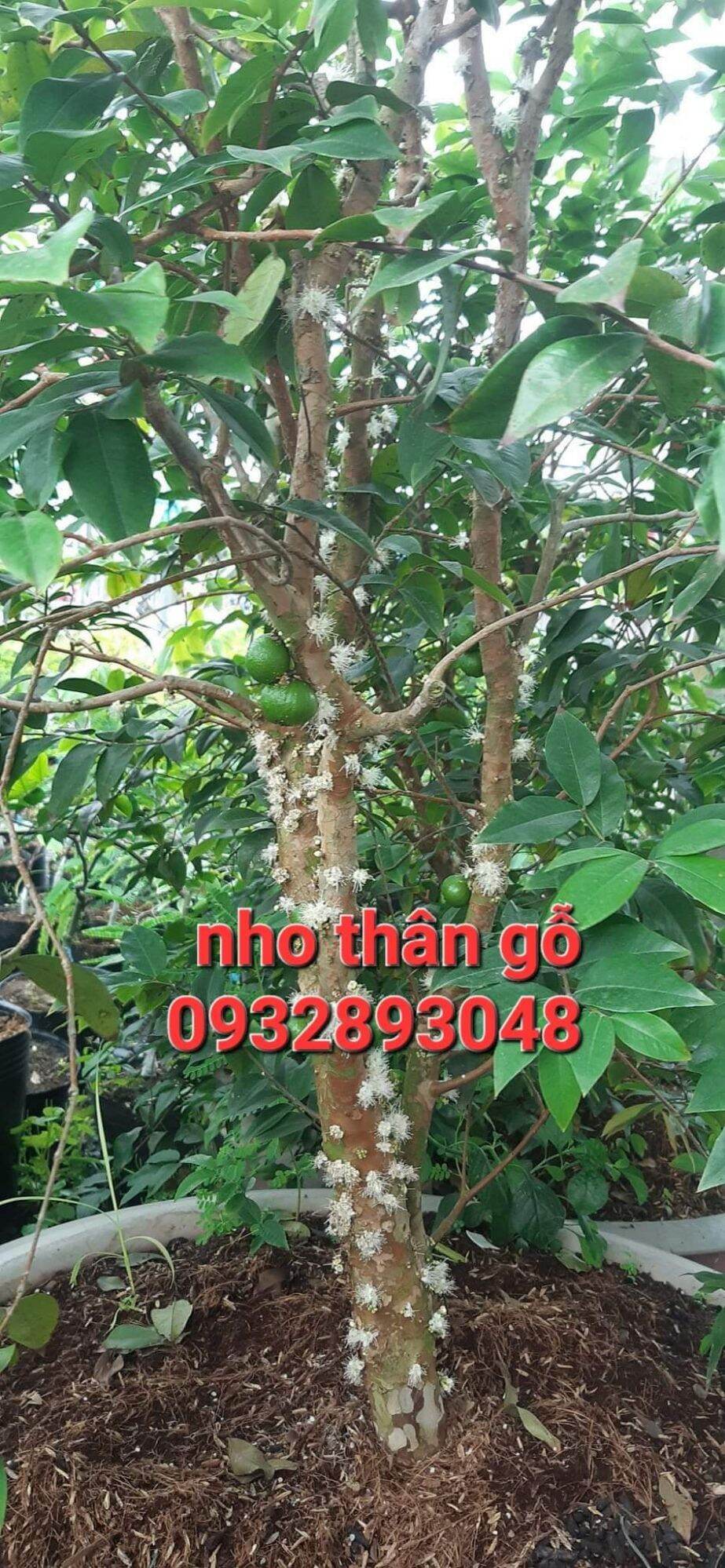 Cây giống nho thân gỗ 12 vụ
