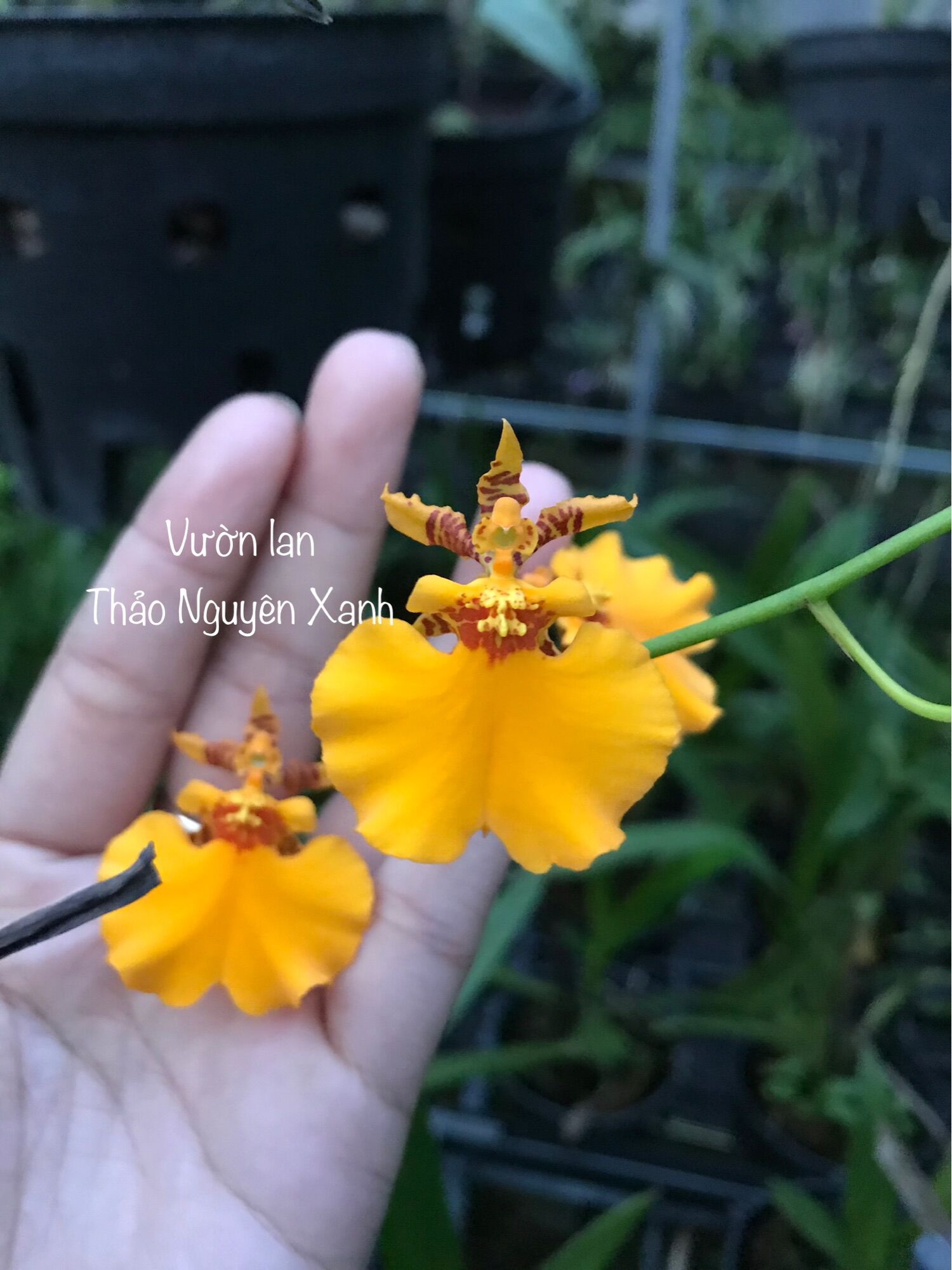 Lan vũ nữ cam - cây trưởng thành trồng chậu pot