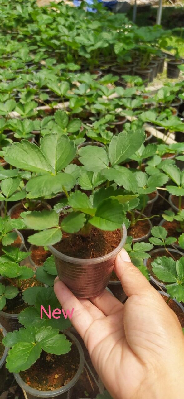 combo 5 cây dâu cấy mô trồng ổn định trong ly