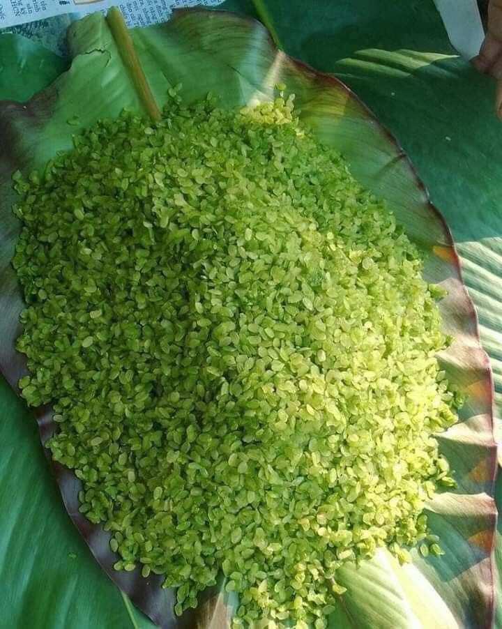 Northwest Green Cob 1kg