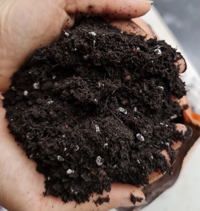 Giá thể trồng sen đá,xương rồng 🌵🌵🌵mix đủ loại