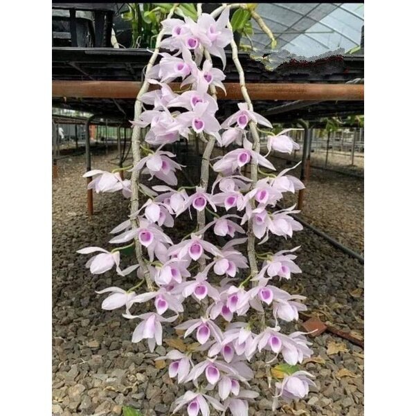 Cây giống hoa lan 5CT Họng Hồng