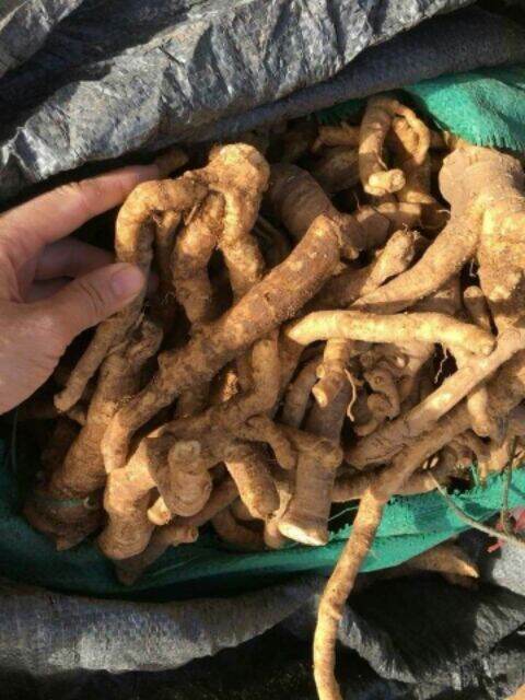 RỄ ĐINH LĂNG NẾP Tươi  1KG