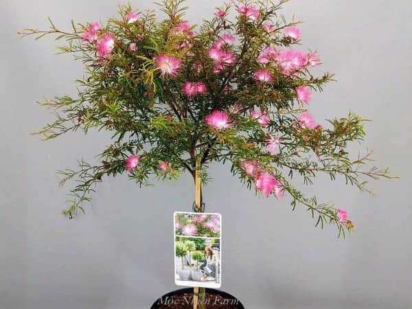 Cây Hoa Kiều Hùng Hồng siêu hoa