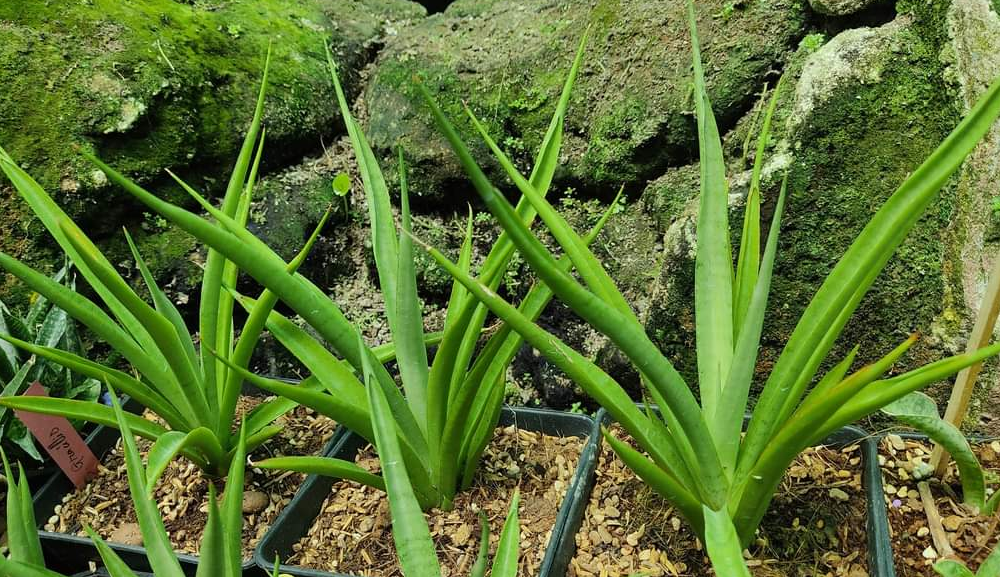 Cây lưỡi hổ lai - Sansevieria Fufu