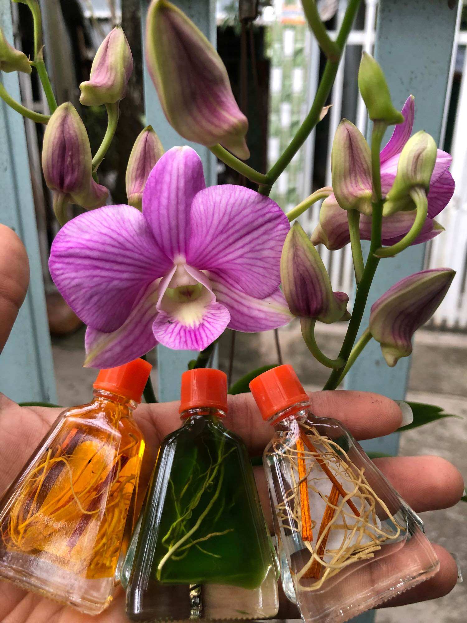 COMBO 5 CHAI DẦU VIÊM XOANG TRẮNG 7ML (RỄ)