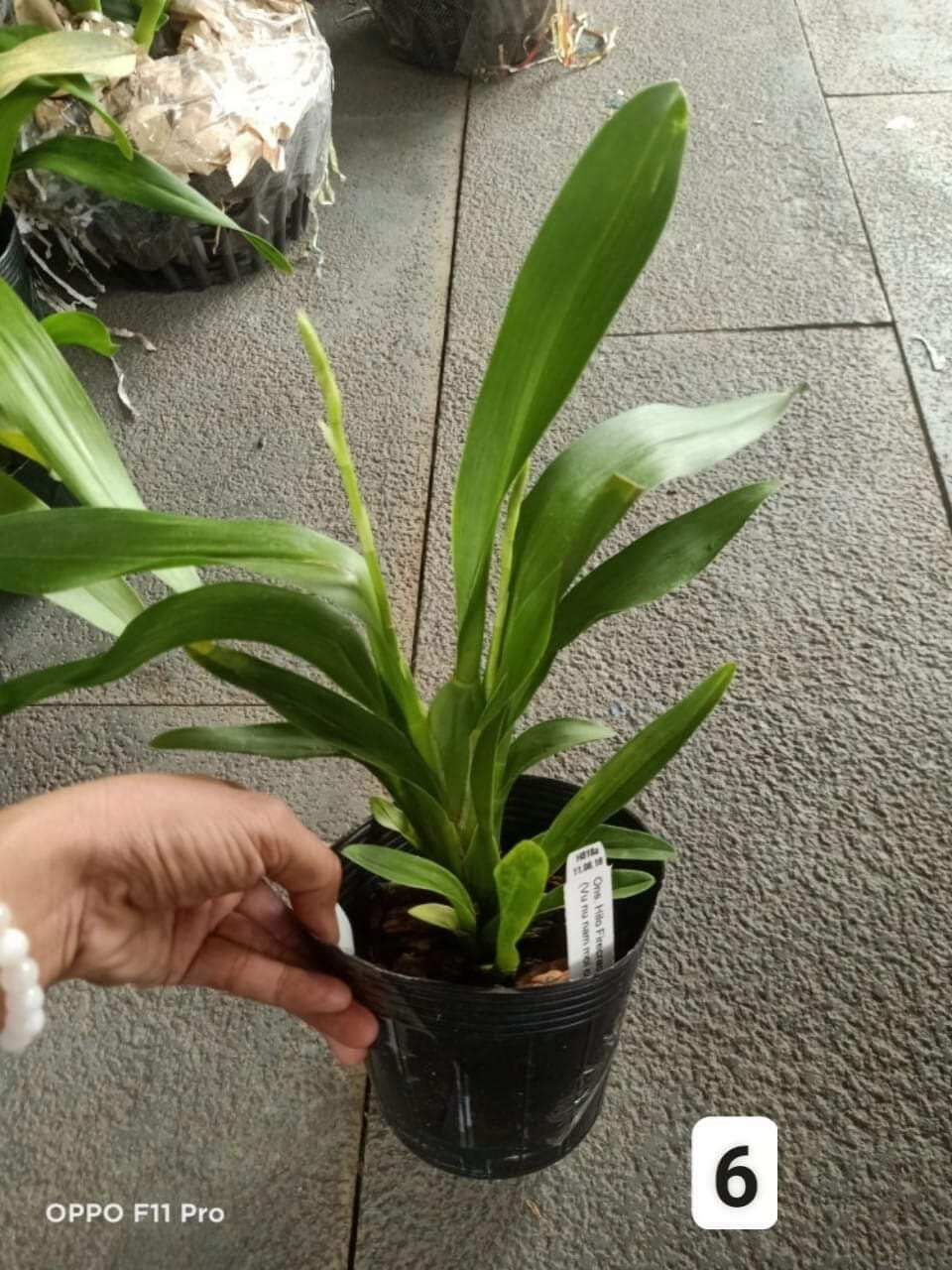 Vũ nữ năm mới cam nhú vòi hoa