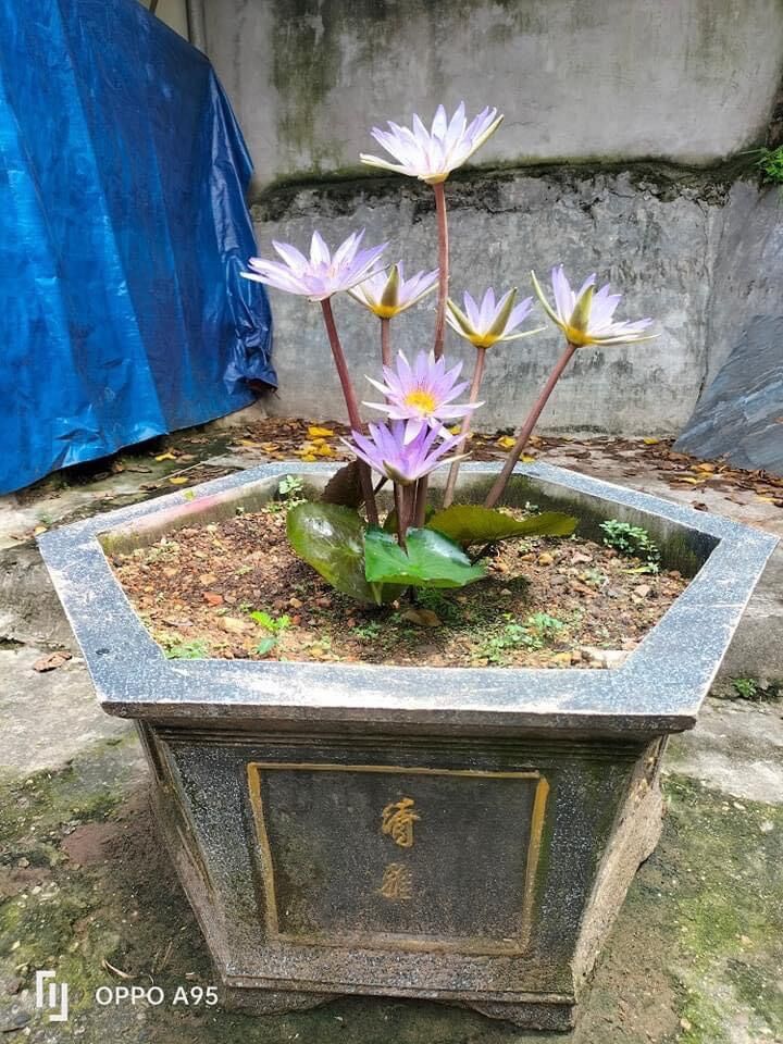 Củ hoa súng cạn (2củ)