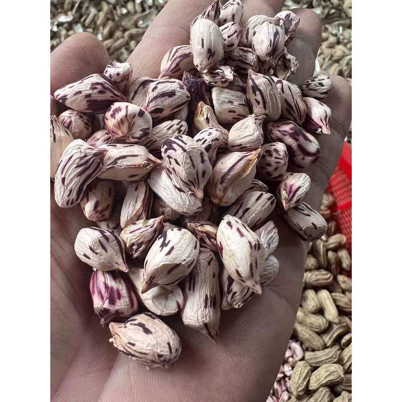 Lạc vằn lạc hoa mèo 500g -1kg