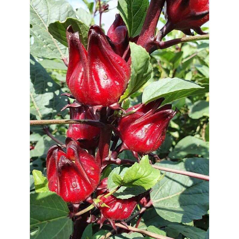 Siro hoa atiso đỏ, mứt atiso đỏ hủ 1kg [Hibicus]