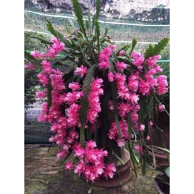 Hoa Đại Nhật Quỳnh(1 lá)