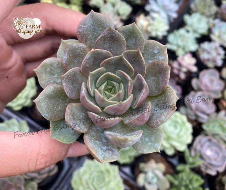 SEN ĐÁ HOA HỒNG TÍM (6CM) 🥀 💵 ĐÀ LẠT 🍄 HƯ 1 ĐỔI 1 ❄️ SIÊU CUTE