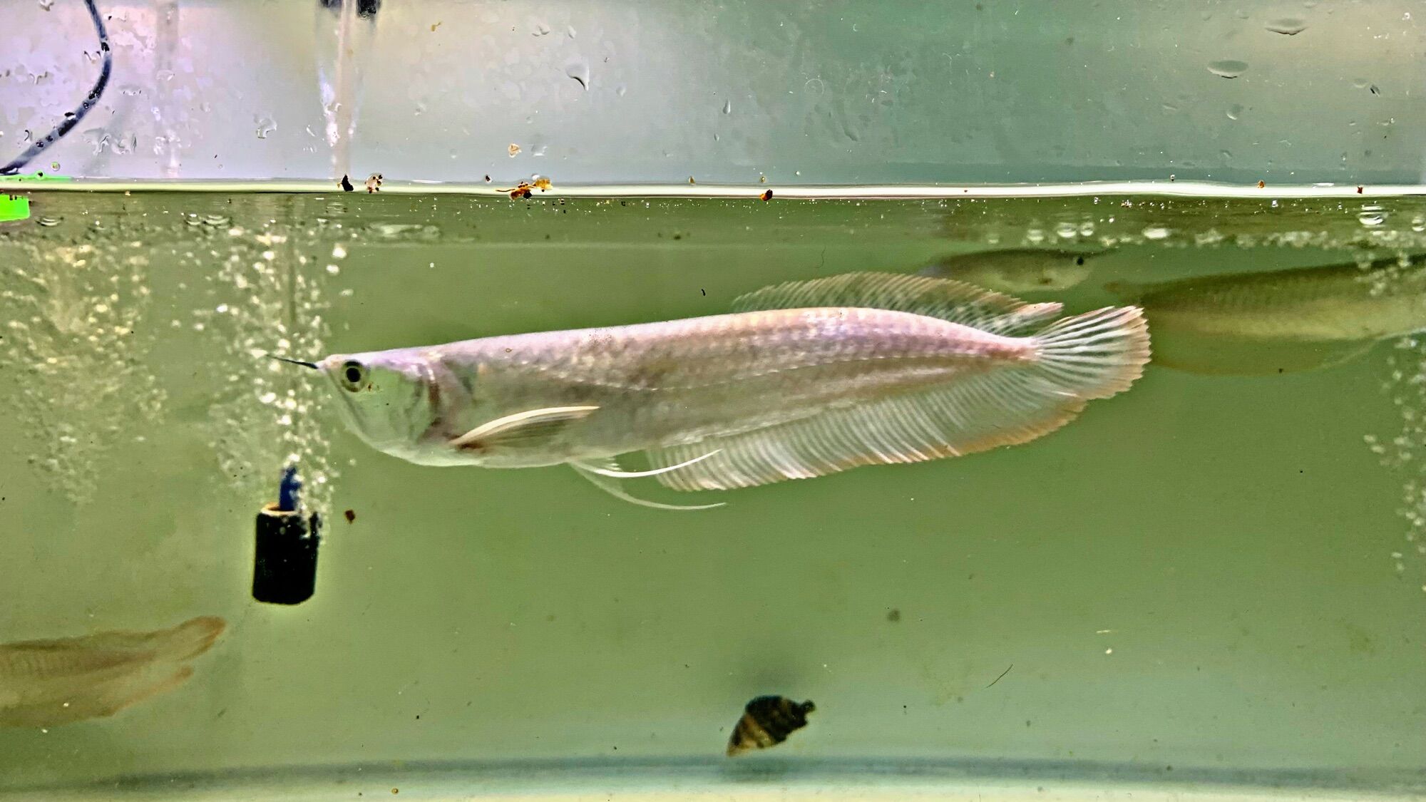 Cá rồng ngân long size 20-25cm