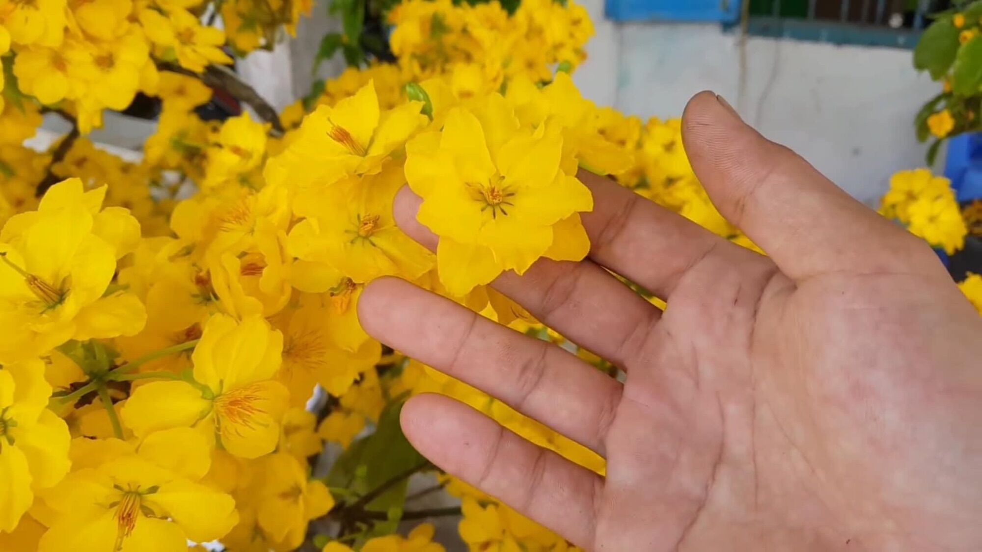Mai giảo PHÚ TÂN ghép gốc mai vàng quấn rễ đẹp.