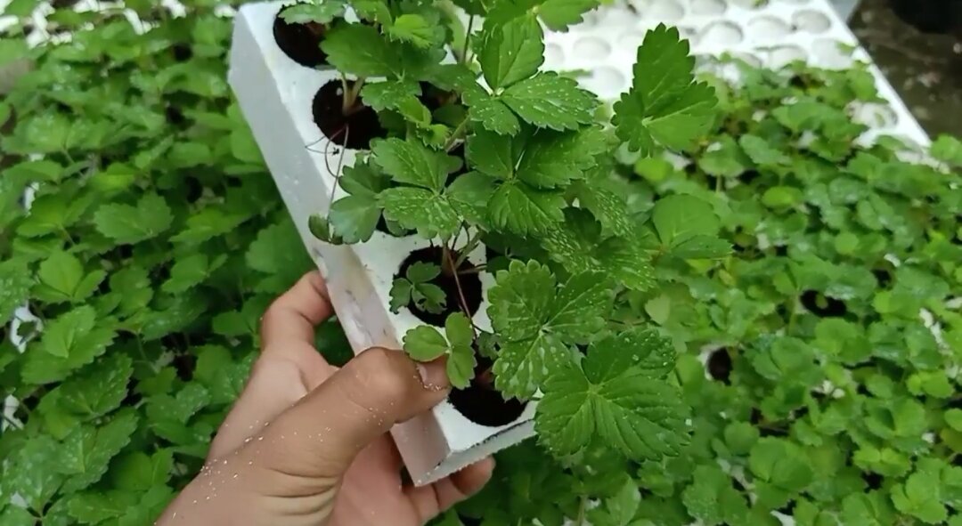 Combo 10 cây mô vỉ dâu Nhật SHACHI