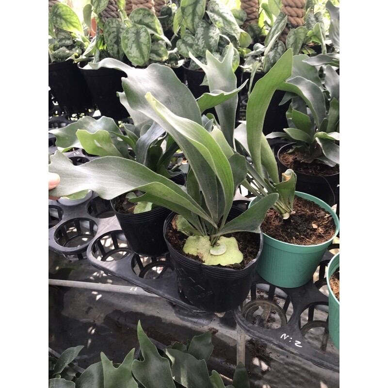<CÂY PHONG THỦY> Cây ổ rồng - Platycerium alcicorne