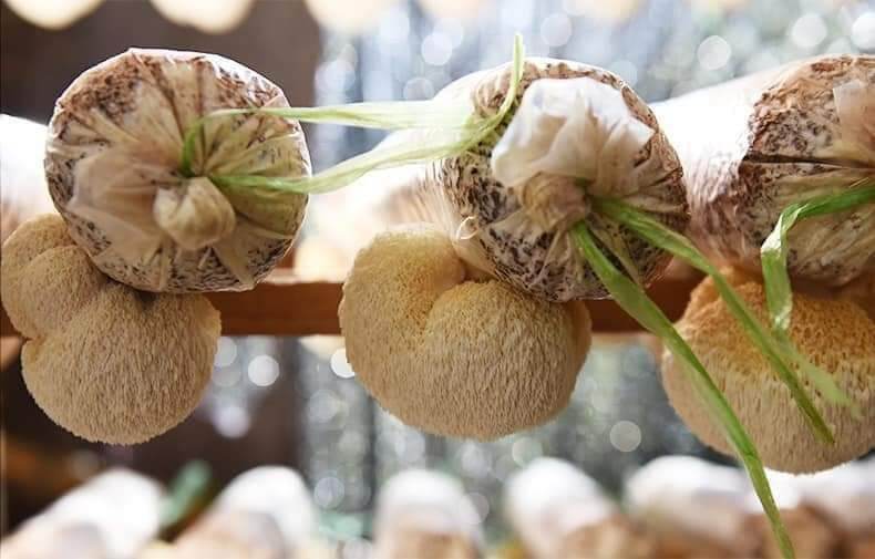 Nấm đầu khỉ Triết Giang ( Bịch 250gram)