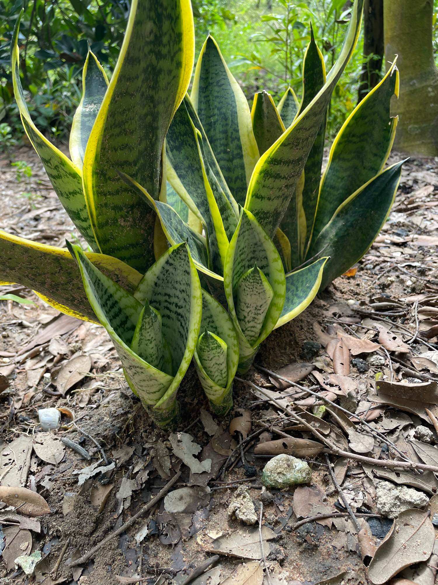 Dwarf Tiger Tongue with Small Golden Border
