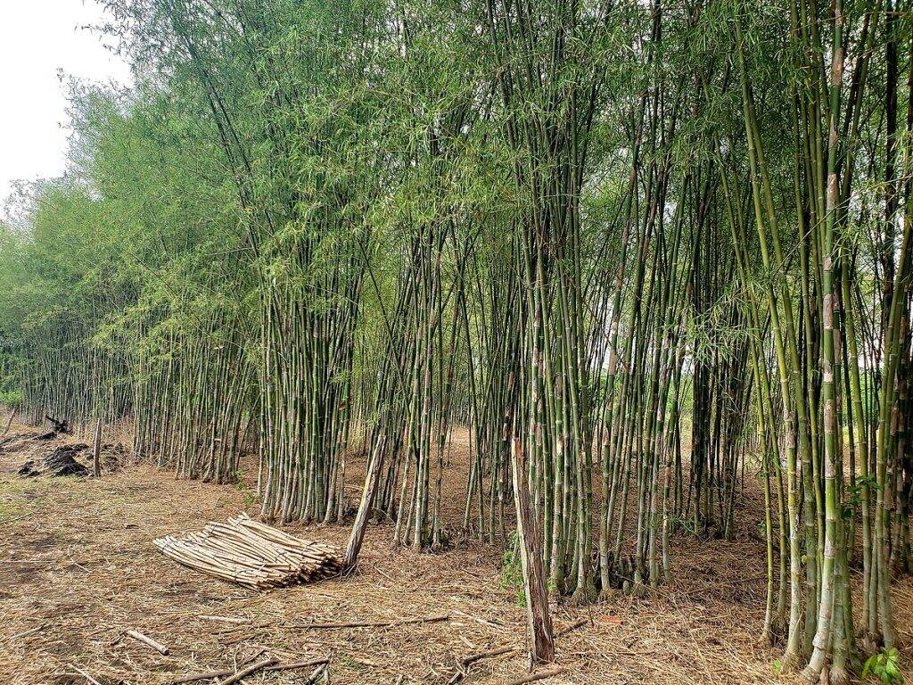 gốc tầm vông( rễ trần.ko bầu đất