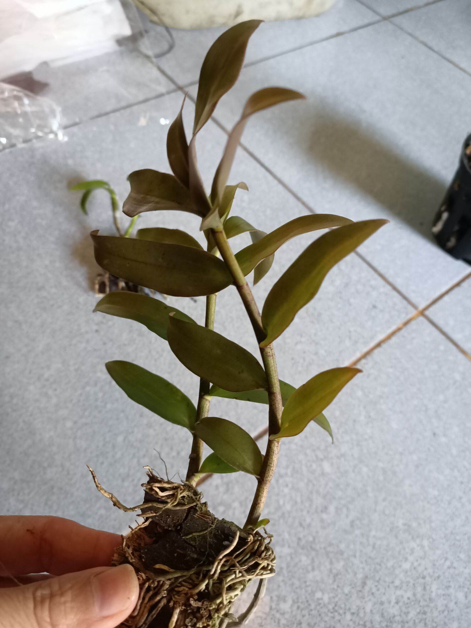 Combo 5 Cây giống hoa lan giả hạc Pháp