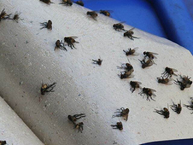 10 tấm keo dính ruồi