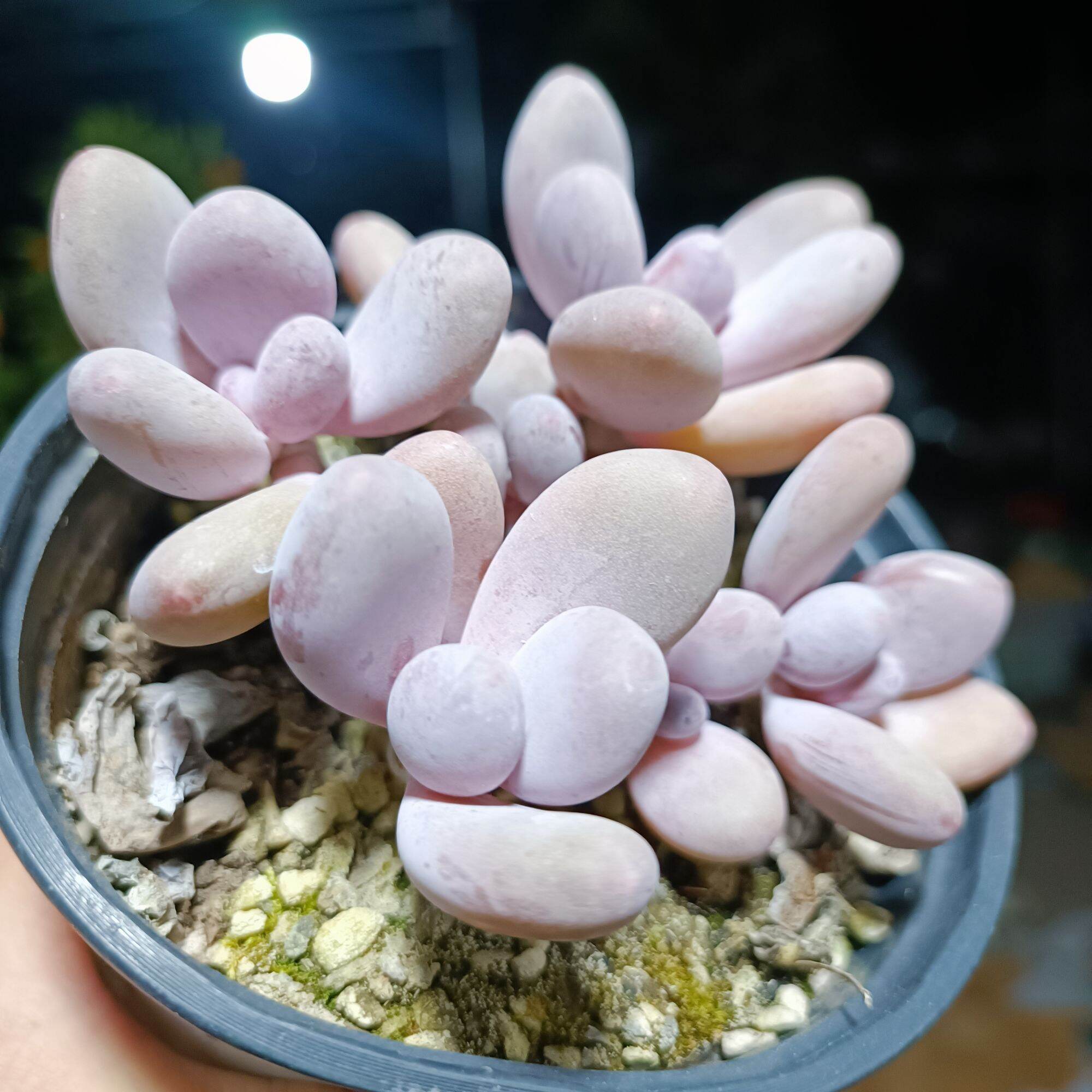 Sale 50%-sen đá sỏi hồng cực đẹp chung gốc nhiều đầu.
