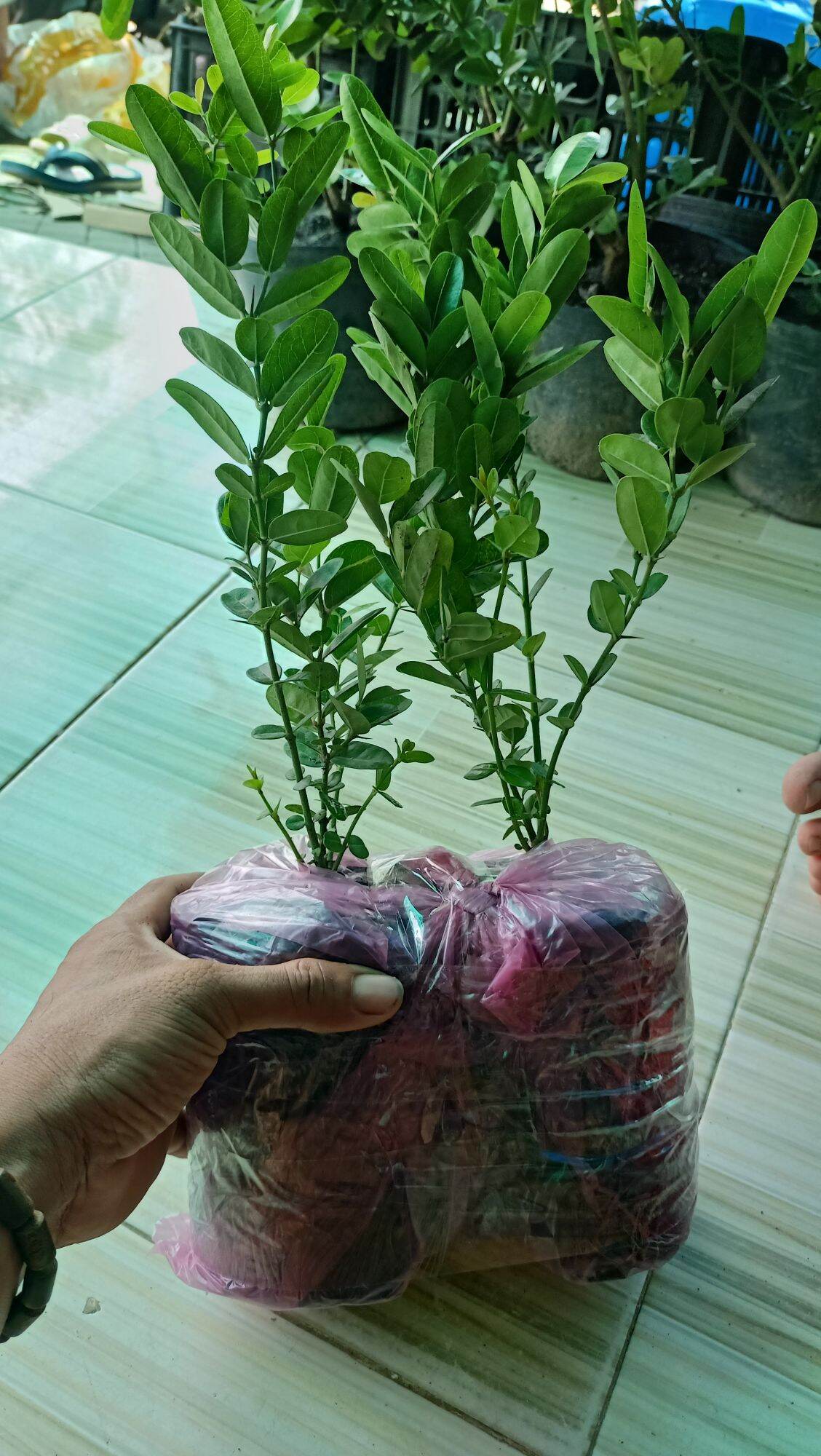 combo 5cây siro giống