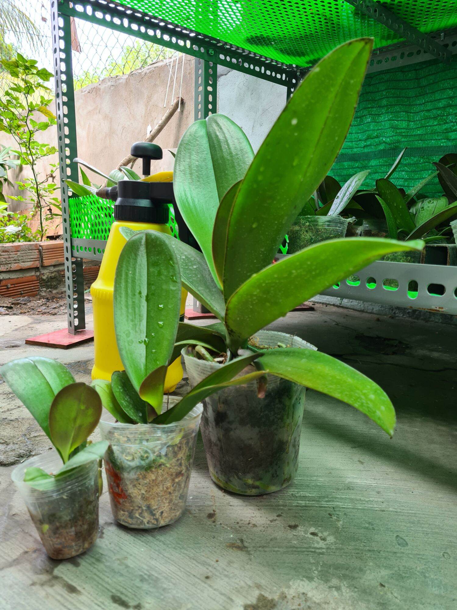 Lan hồ điệp giống cốc 2.5