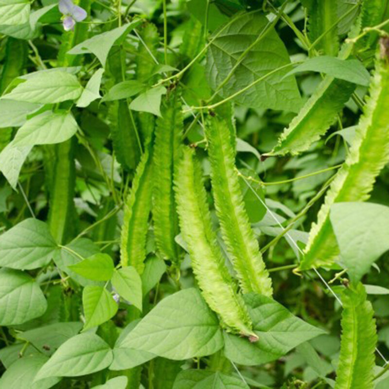 Hạt giống đậu rồng